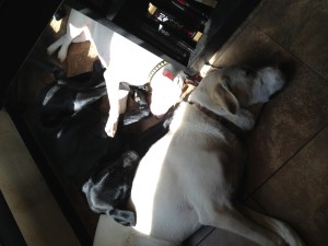 Dog pile consisting of Willy, Eleanor, and Piglet